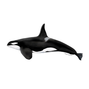 Killer whale PNG-71260
